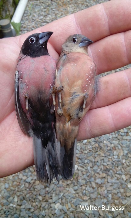 Vinaceous Firefinch